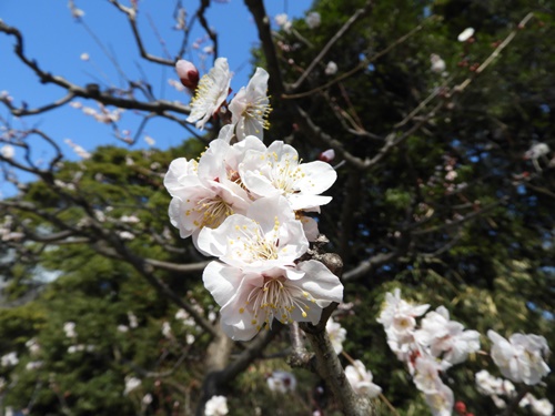 浜離宮恩賜庭園にて