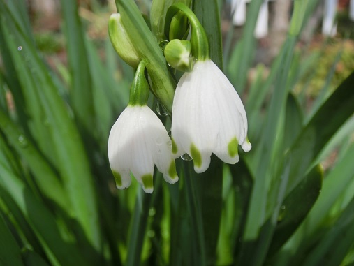 スノーフレーク