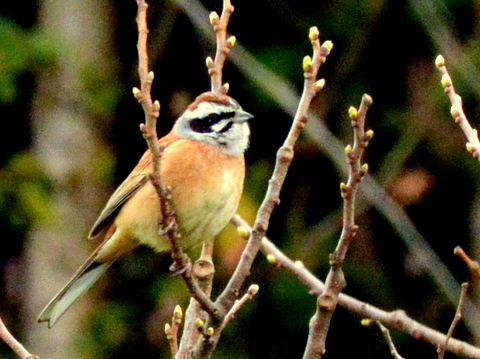 ホウジロ・貴志