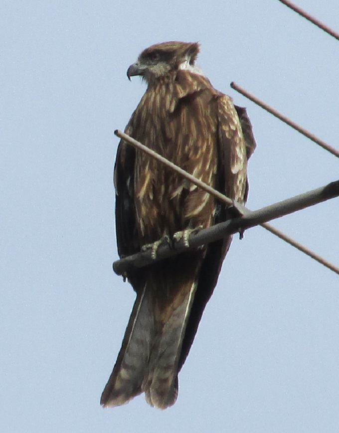 トビ（鳶）