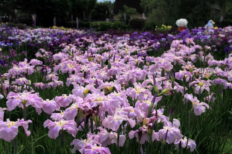 新旭花菖蒲園_5.jpg