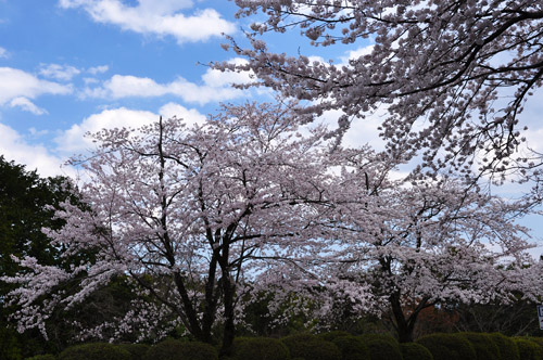 桜５
