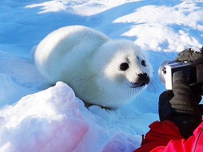 マドレーヌ島　あざらし　赤ちゃん　近い