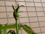 P1120729.JPG