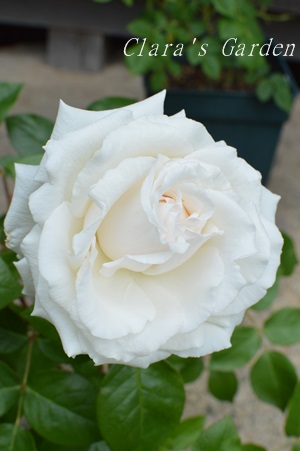 DSC_0011.JPG