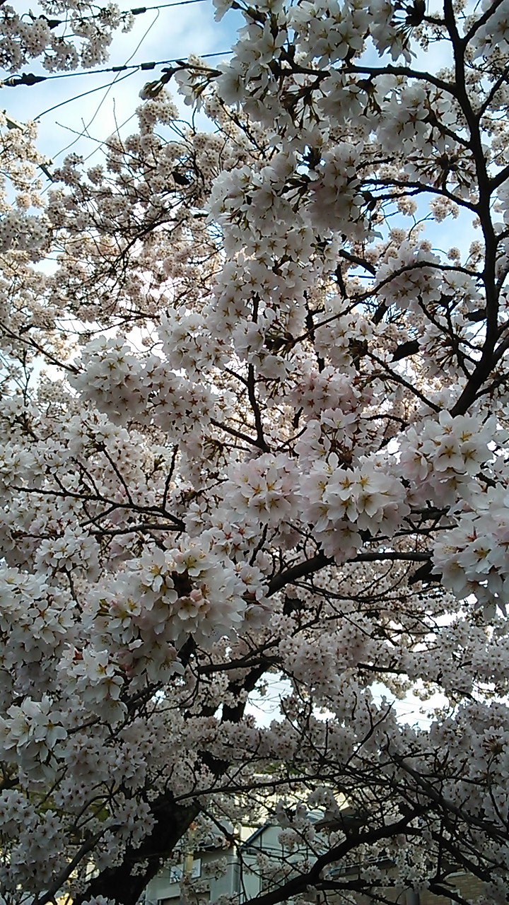 桜2015