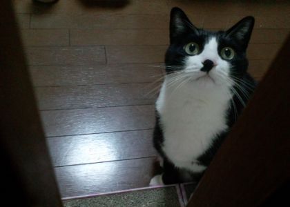 ちくわ03.jpg