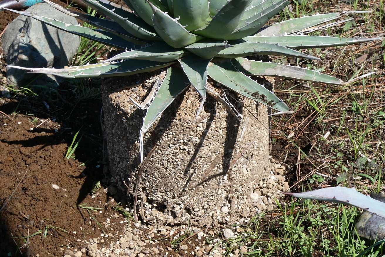 アガベ・パープソラム～植え付けと地植え越冬苗の様子 | 小平太1098の
