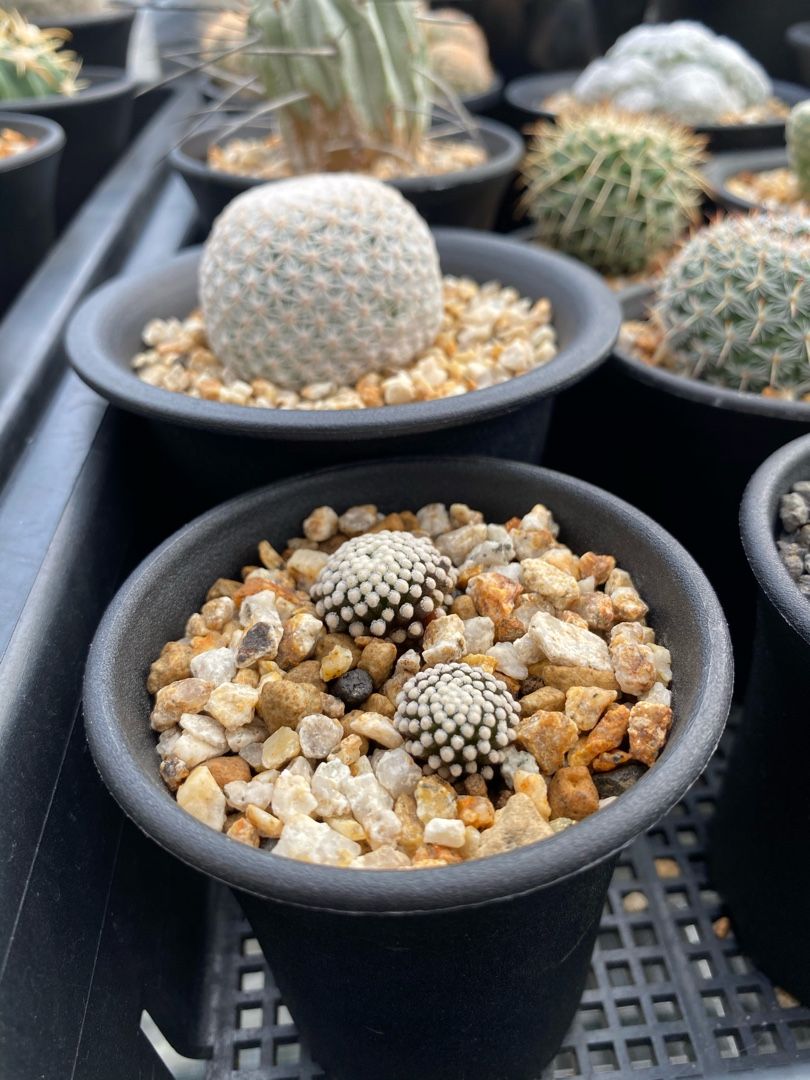 ルエッティにやきやきもきもき | わたしとサボテンの日々 - 楽天ブログ