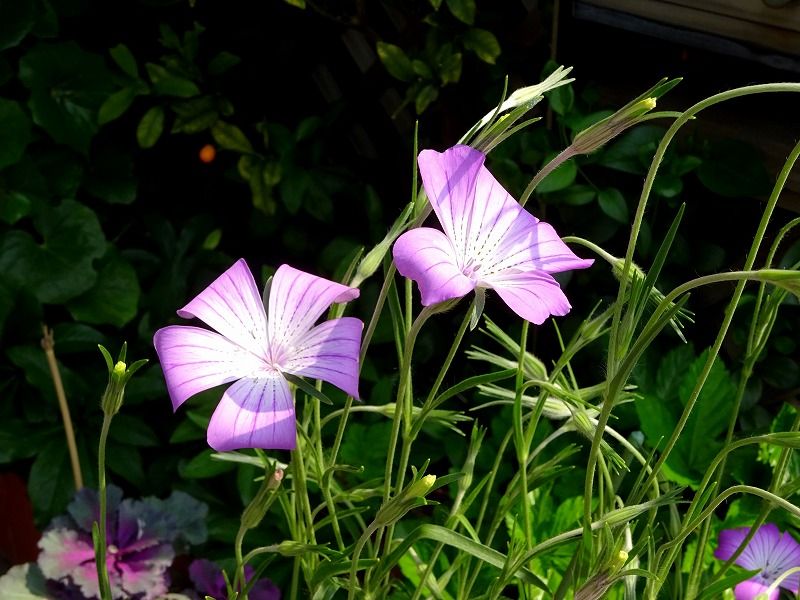 4月18日 今日の一花 アグロステンマ Gazengamaのブログ 散歩中に出合った花と趣味の陶芸作品 楽天ブログ