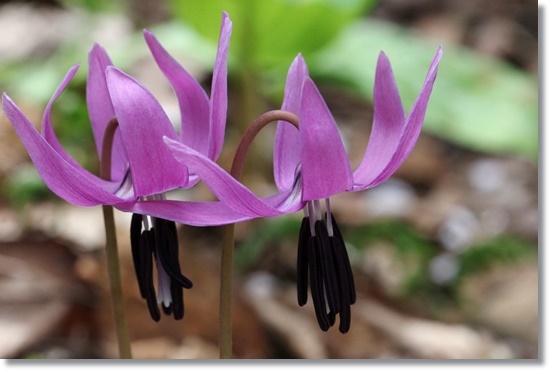 樹木公園・カタクリ-10 15.4.18