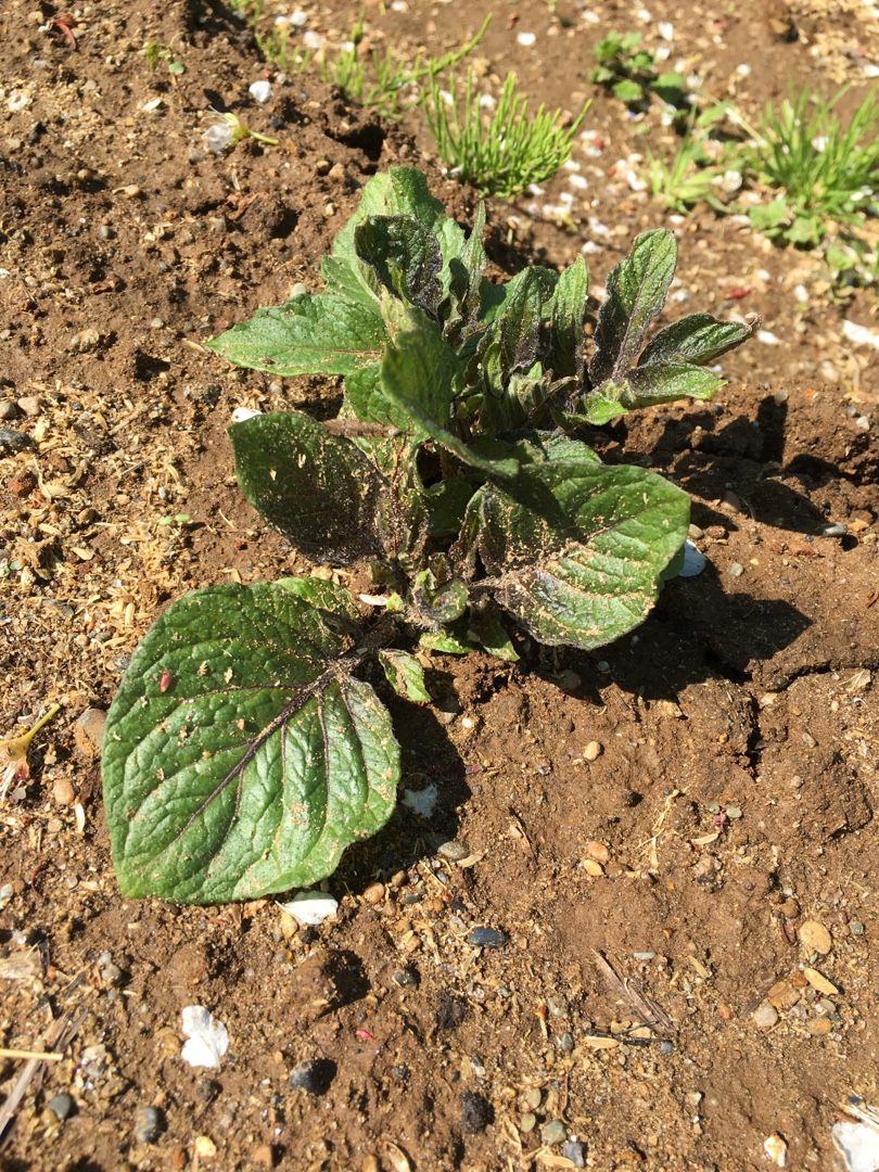 カリフラワーの植え付けとジャガイモの発芽 Futtutyの菜園ブログ 楽天ブログ