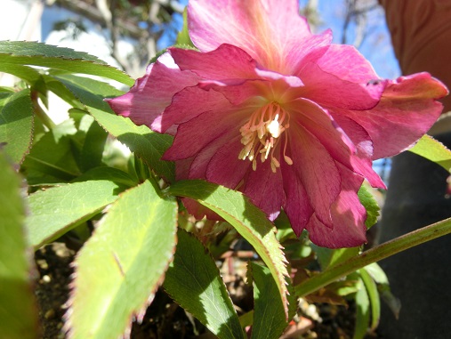 クリスマスローズ