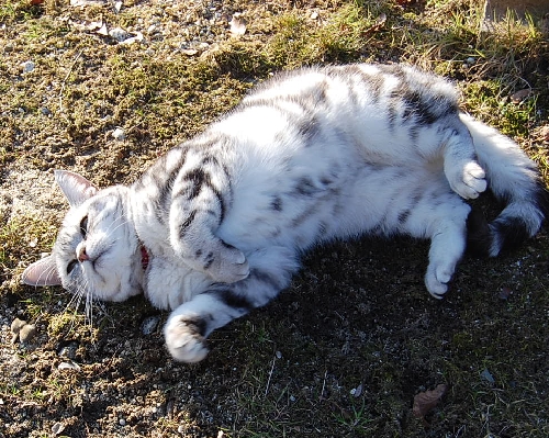 DSC_0085.JPG