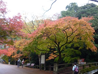 momiji1