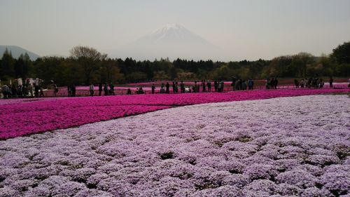 富士芝桜まつり1