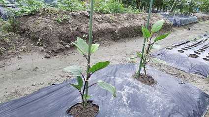 ナスの遅植え 実りの詩 菜事記 楽天ブログ