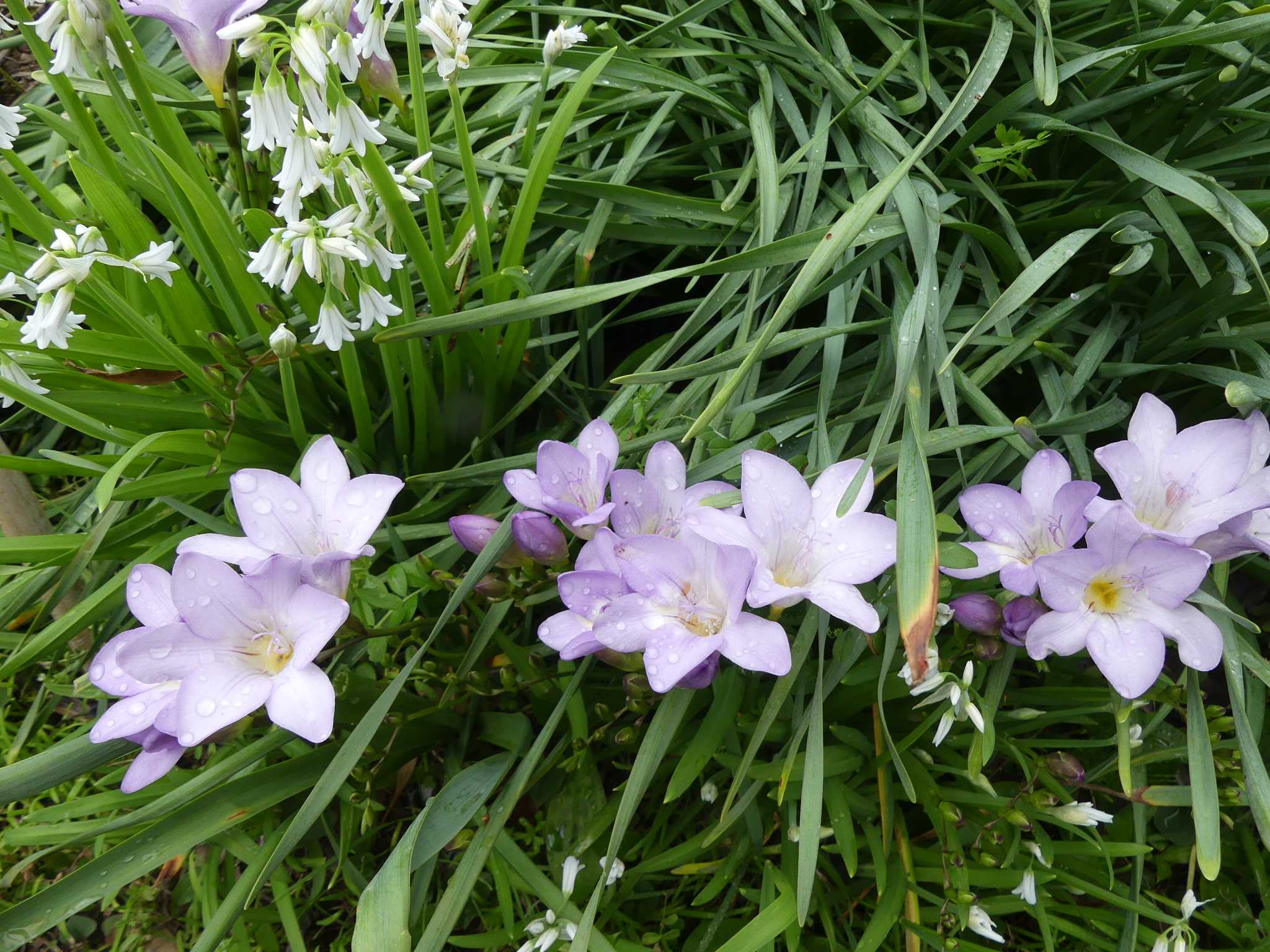 水色の フリージアの花が 咲いていました オープンガーデン 蕗のとう 楽天ブログ