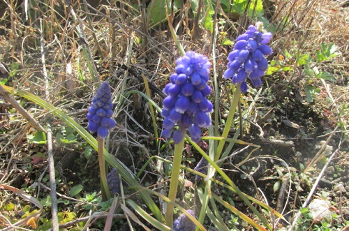 ムスカリの花