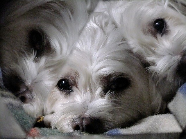 DSCF2400.jpg