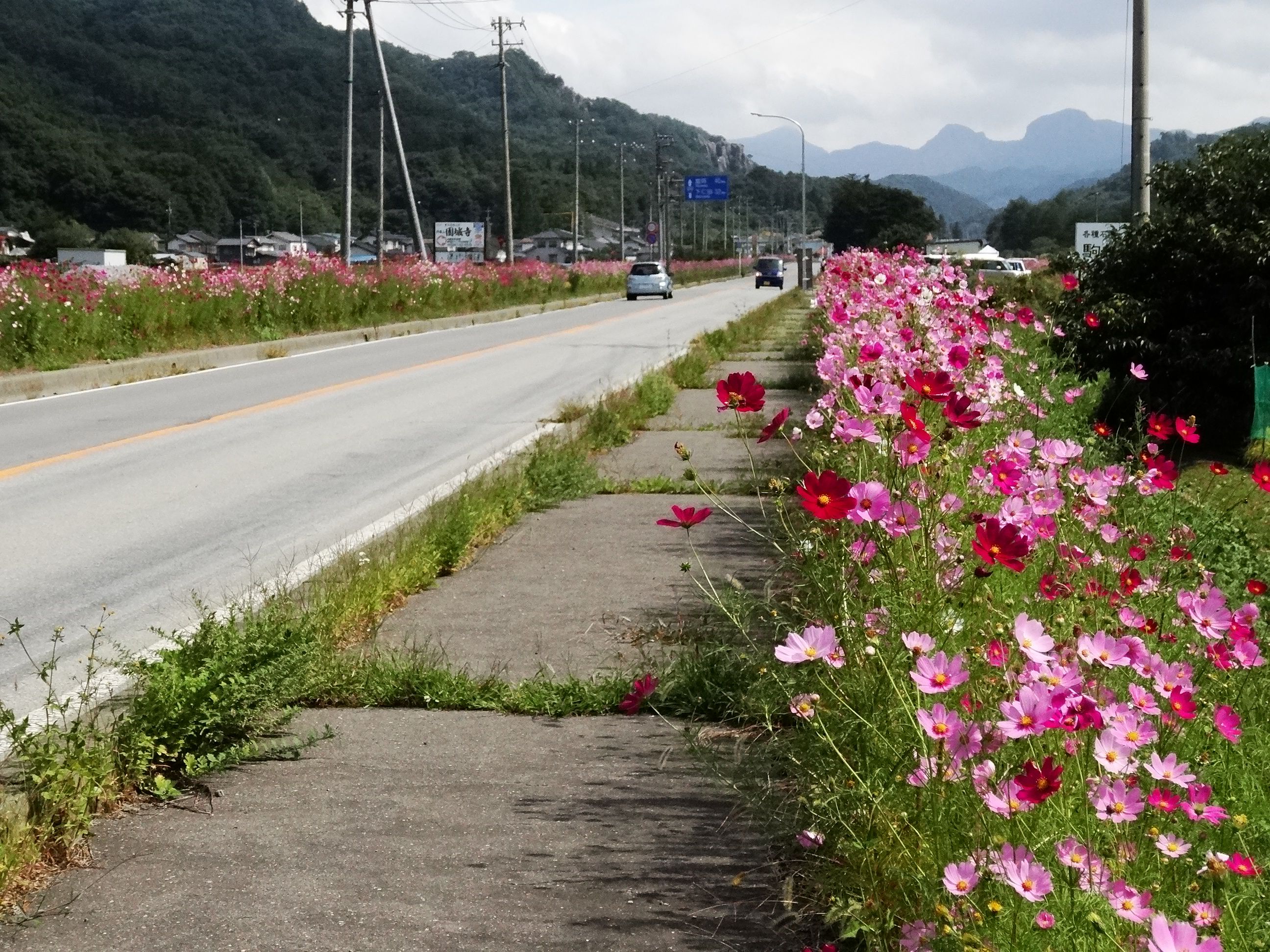 全国的にも有名な コスモス街道 ９月３０日 山と空が友だち ドローンで空撮 楽天ブログ