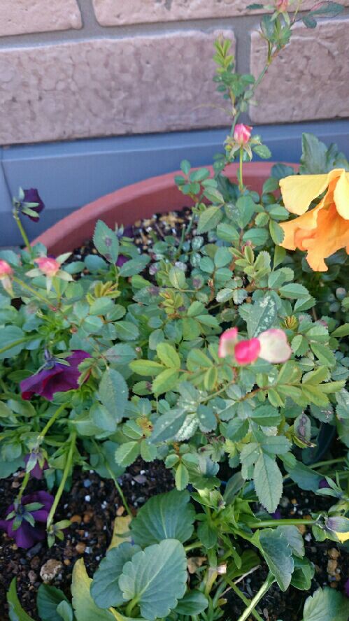 rblog-20150311090246-02.jpg