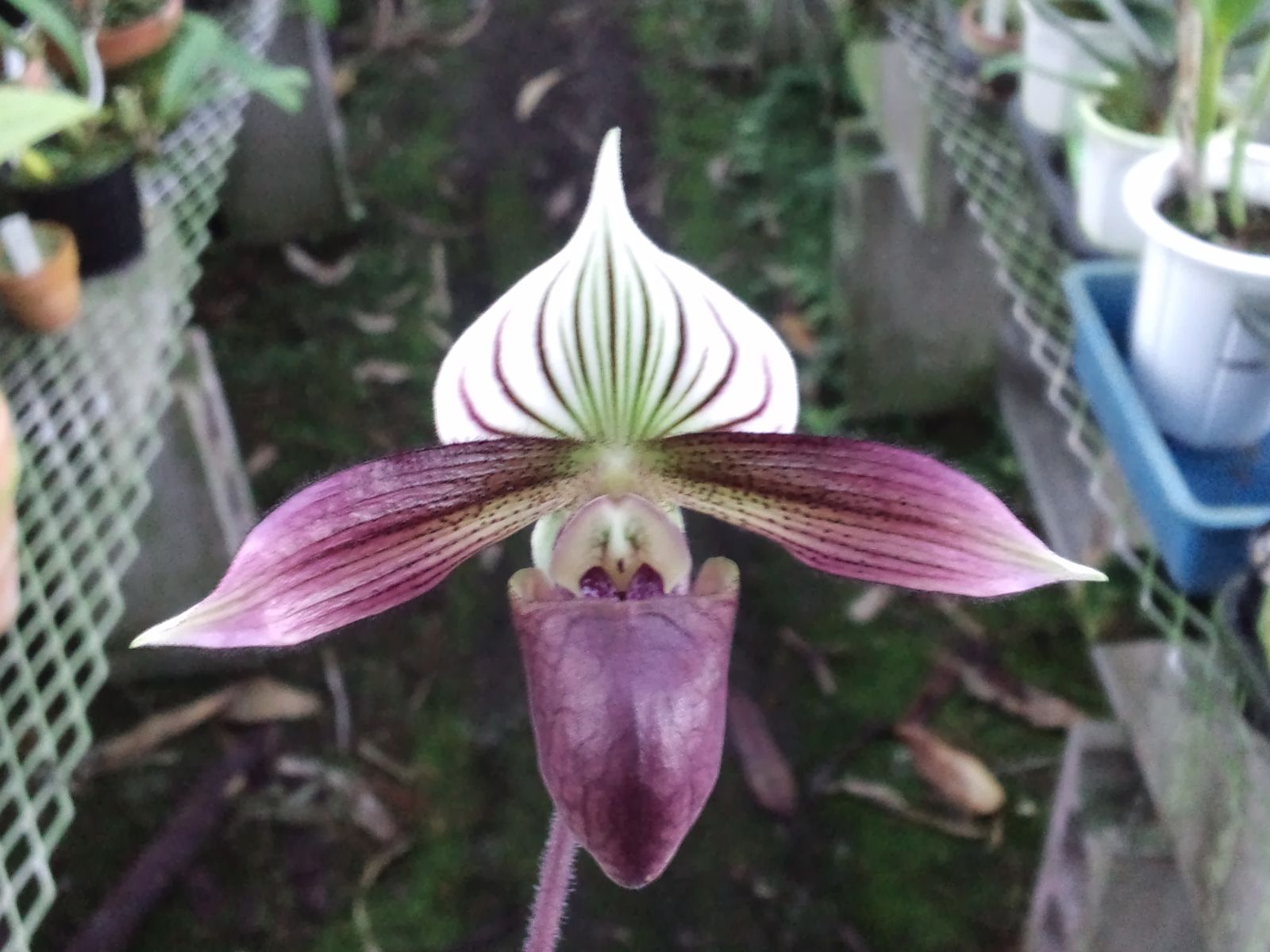 Paph パープラタム Phrag カーディナル ラン好きのページ 楽天ブログ