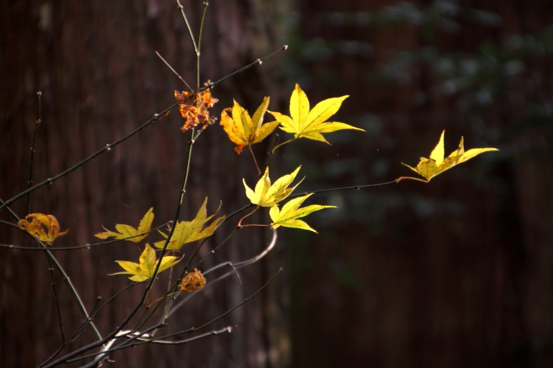 箕面滝道の残り紅葉_007斜光.jpg