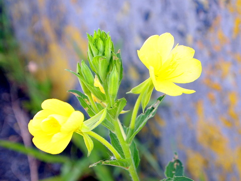 マツヨイグサの花・萼片