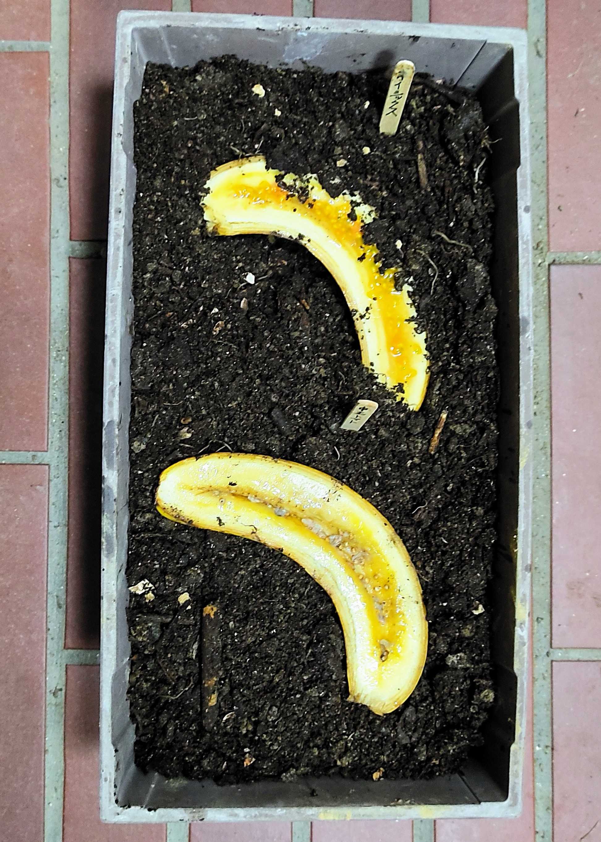 やってみました🎶 You Tubeで何度も見た「バナナ🍌にトマト🍅の種を蒔くと芽が出る🌱 」😁🎶 | 笑えるサバイバルガーデンにようこそ🧓🌹 ...