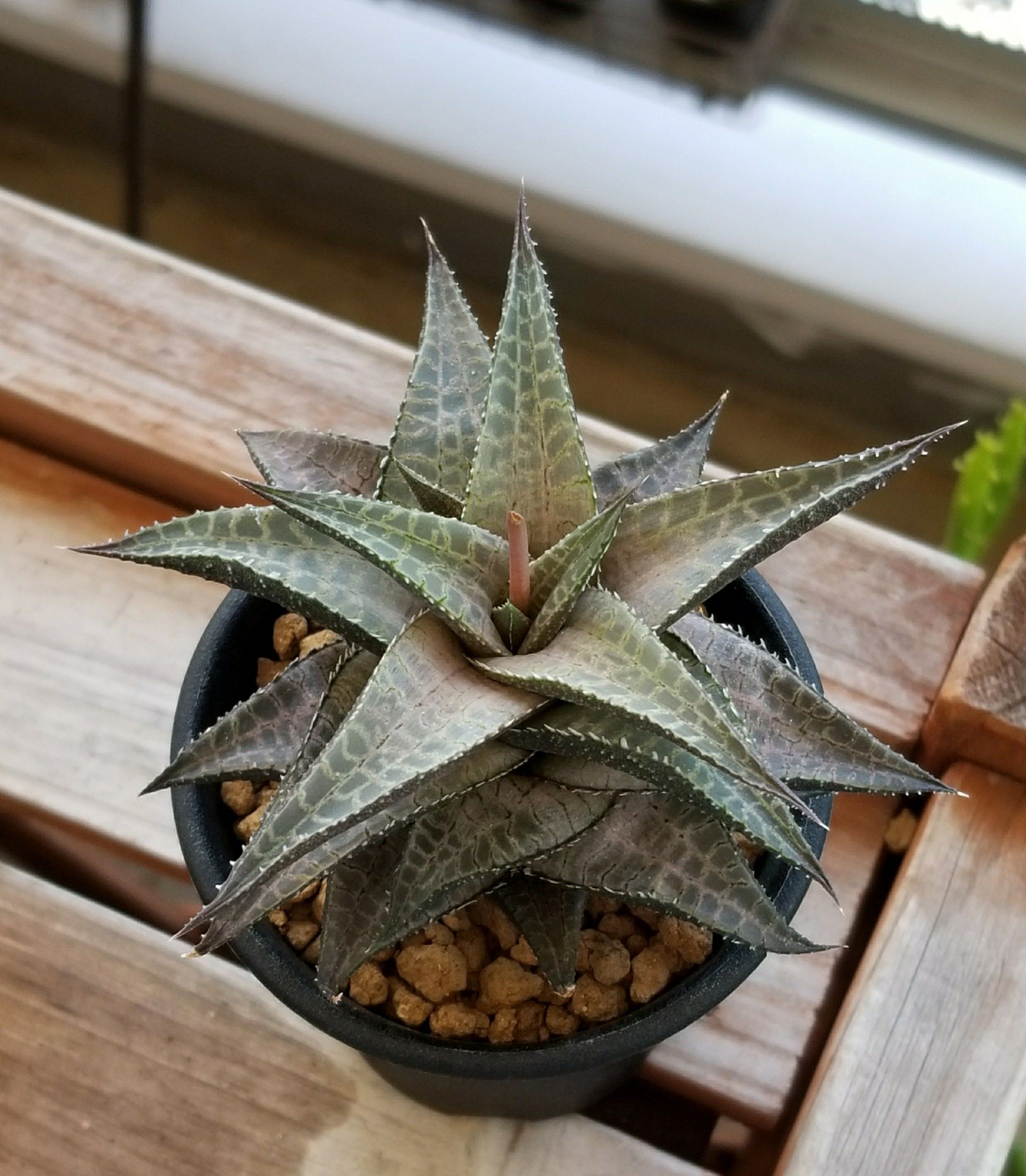 竜鱗&雷鱗 | デルオの多肉日記 - 楽天ブログ