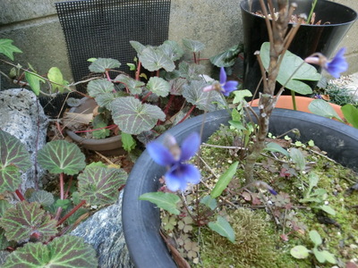CIMG0091.jpg