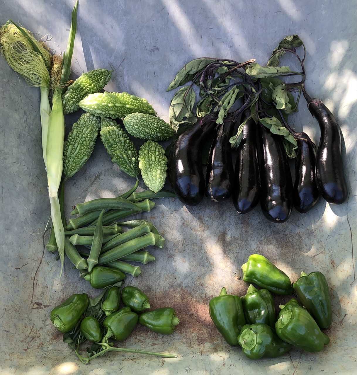 21 9月第4週 週末ファーマーへのお恵みもの ちょろ松の家庭菜園奮闘記 楽天ブログ