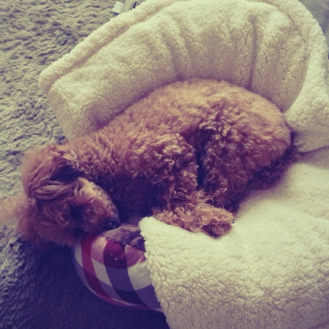 rblog-20121219100942-01.jpg