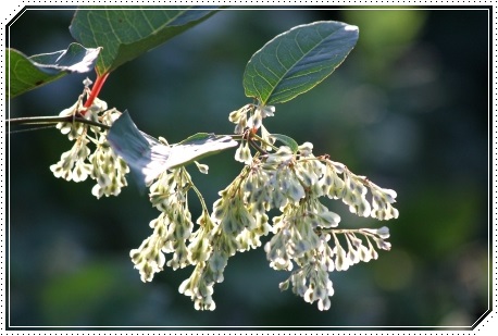 犀川コスモスロード-22 イタドリ 13.9.28