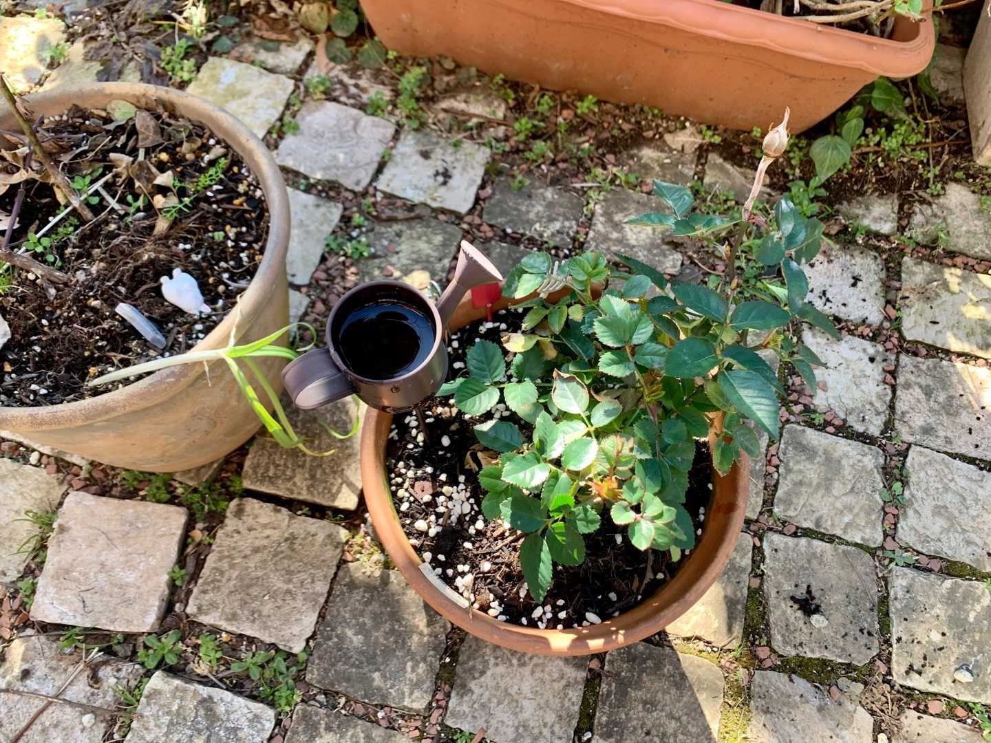 バラの剪定をしました 蕾がついてたので 剪定するのを迷ってたのですが もう咲かないですよねｗｗミニバラは 蕾を切ったくらいかなｗｗバラ パットオースチンは割と剪定しました スーブニール Dr ジャーメインも少し剪定 Music Land 私の庭の花たち 楽天