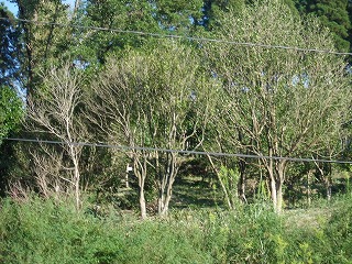 s-CIMG0175.jpg