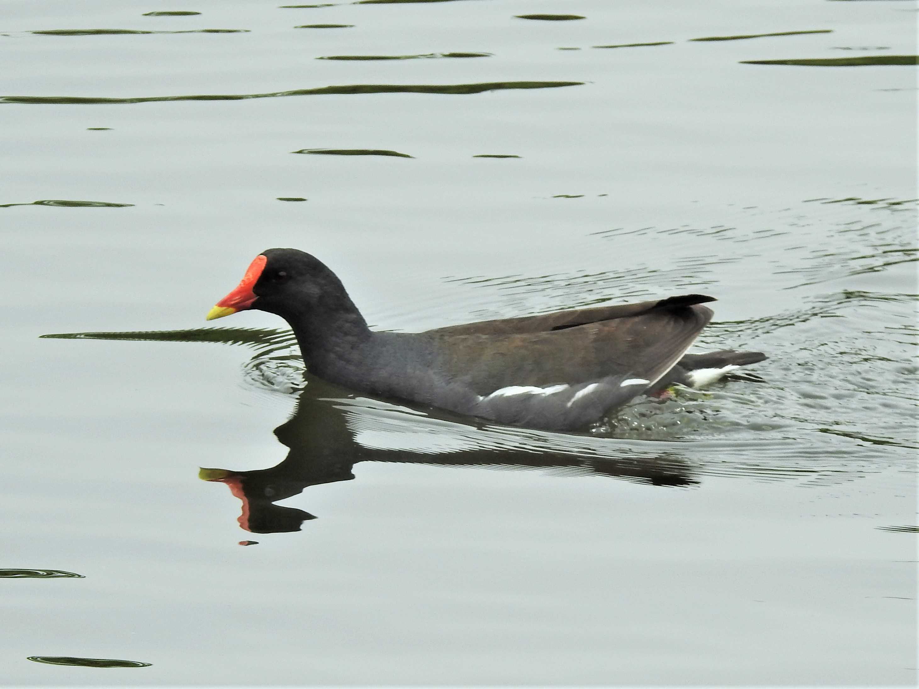 バン成鳥 アオサギ ムクドリ幼鳥 モズ カワウ Pi南公園 Hanadai S Ocean 楽天ブログ