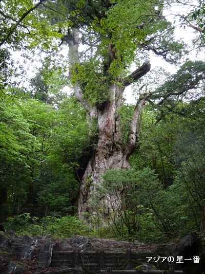 20160601 縄文杉14