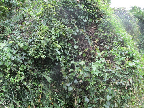 休山登山道路散歩