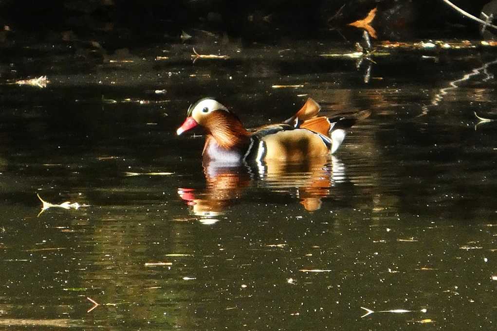515