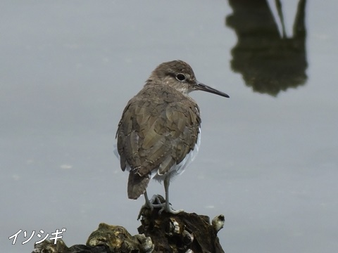 東京港野鳥公園にて