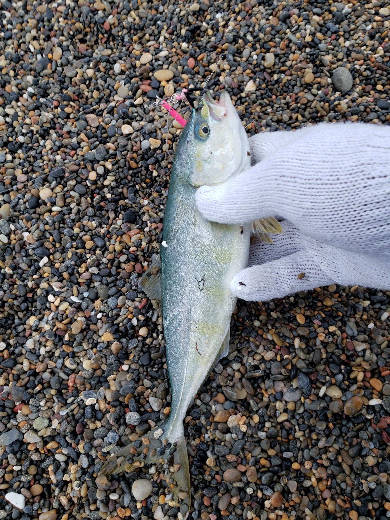 100均ジグでフクラギ釣り ごっこまの釣り 楽天ブログ