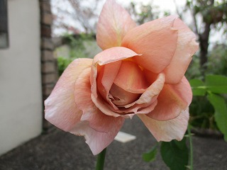 IMG_1823ss.jpg