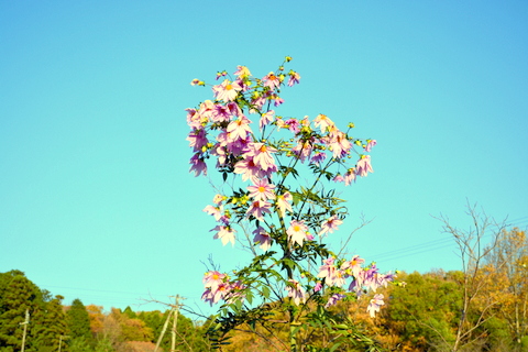 皇帝ダリア