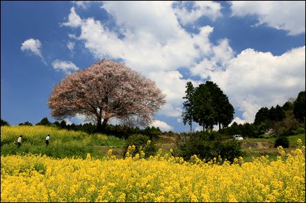 馬場の山桜6D140402