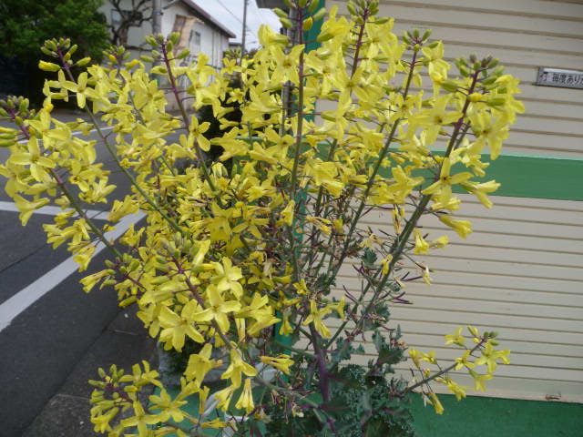 509 葉ボタンの花