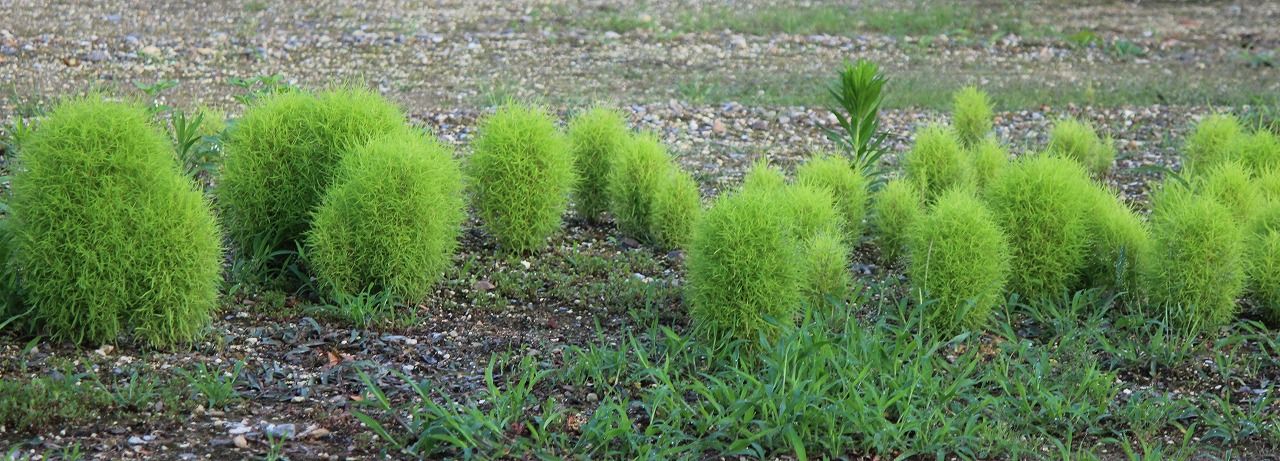 植物 の記事一覧 つれづれ日記 楽天ブログ