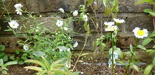 P1240463-ass.jpg