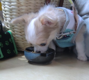 殿御飯